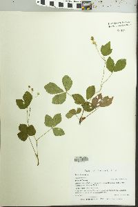 Rubus hispidus image