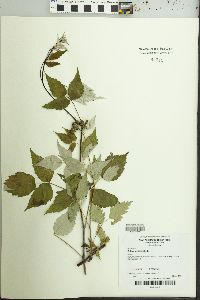 Rubus occidentalis image