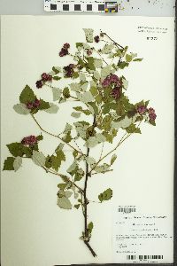 Rubus occidentalis image