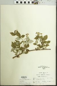 Rubus occidentalis image