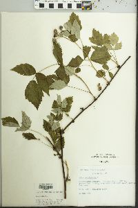 Rubus occidentalis image