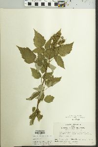 Rubus occidentalis image