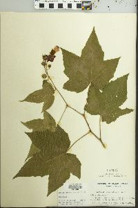 Rubus odoratus image