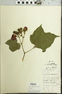 Rubus odoratus image