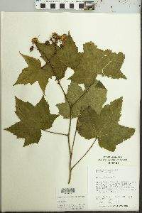 Rubus odoratus image