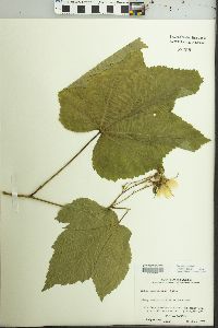 Rubus parviflorus image