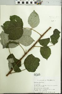 Rubus phoenicolasius image