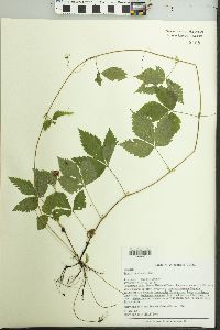 Rubus pubescens image