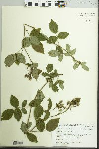 Rosa setigera image