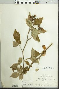 Rosa setigera image