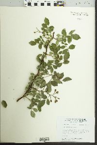 Rosa multiflora image