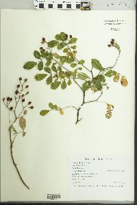 Rosa multiflora image