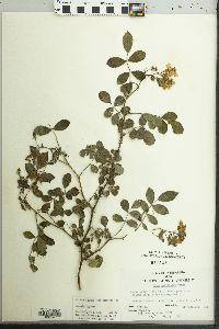 Rosa multiflora image