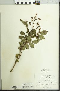 Rosa multiflora image