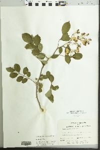 Rosa multiflora image