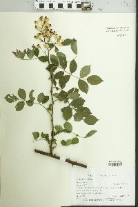 Rosa multiflora image