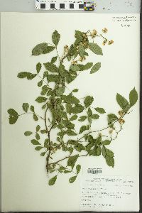 Rosa multiflora image