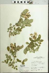 Rosa multiflora image