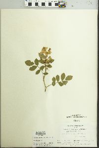 Rosa multiflora image