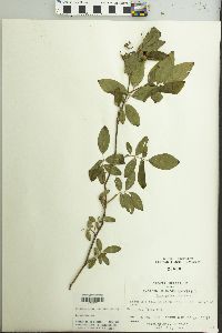 Rosa palustris image