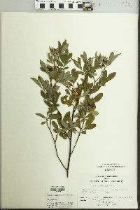 Rosa palustris image