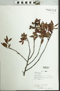 Rosa palustris image