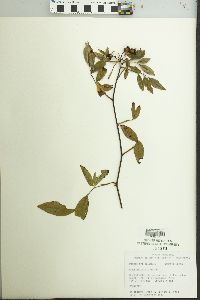 Rosa palustris image