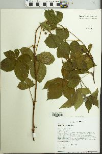 Rubus setosus image