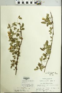 Rubus trivialis image