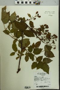 Rubus argutus image