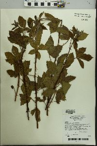 Rubus argutus image