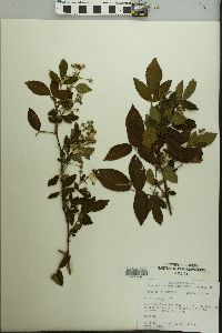 Rubus argutus image