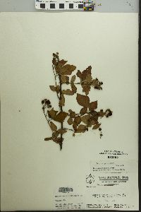 Rubus argutus image