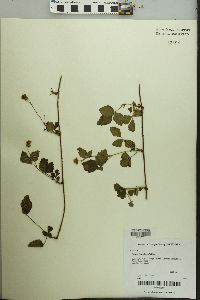 Rubus flagellaris image