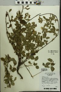 Rubus flagellaris image