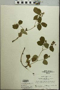 Rubus flagellaris image