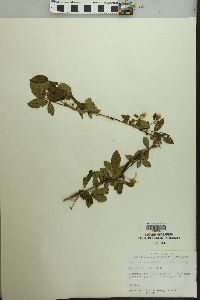 Rubus flagellaris image