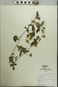 Rubus flagellaris image