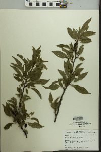 Prunus angustifolia image