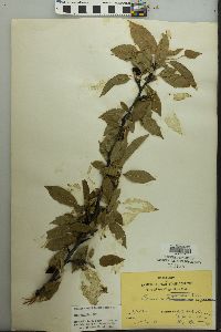 Prunus angustifolia image