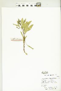 Ludwigia peploides subsp. glabrescens image