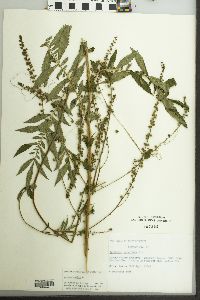 Agrimonia parviflora image