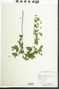 Rubus flagellaris image