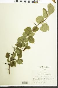 Crataegus pruinosa image