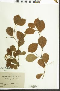 Crataegus punctata image