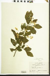 Crataegus viridis image