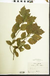 Crataegus viridis image