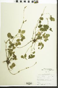 Potentilla indica image