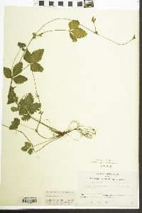 Potentilla indica image