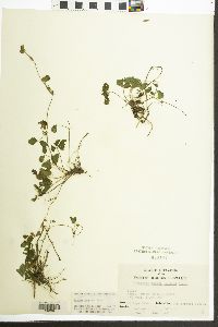 Potentilla indica image